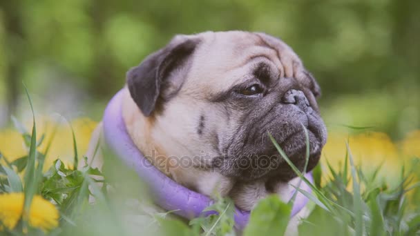 Pug doğurmak köpek. Köpek yeşil çimenlerin üzerine yürür — Stok video