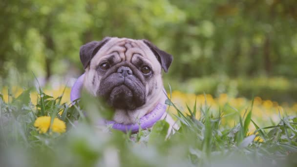 Собака породи Пуг. Собака ходить на зеленому газоні — стокове відео