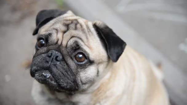 De la glace. La fille nourrit la crème glacée pour chien