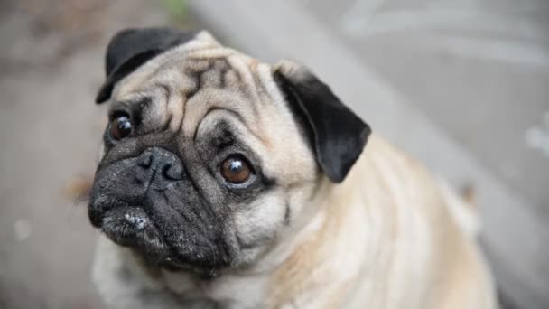 De la glace. La fille nourrit la crème glacée pour chien — Video