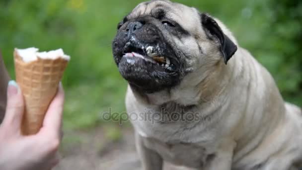 Ice cream. The girl is feeding the dog ice cream — Stock Video