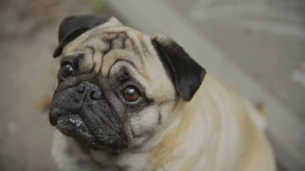 Gelado. A menina está alimentando o sorvete de cachorro — Vídeo de Stock