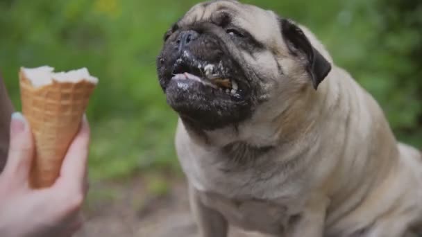 Helado. La chica está alimentando al perro helado — Vídeos de Stock