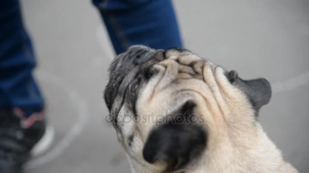 - Dondurma. Kız köpeği dondurmayla besliyor. — Stok video