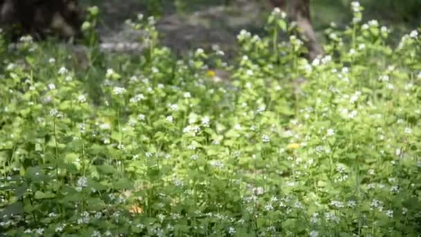 Primavera. Albero in fiore — Video Stock