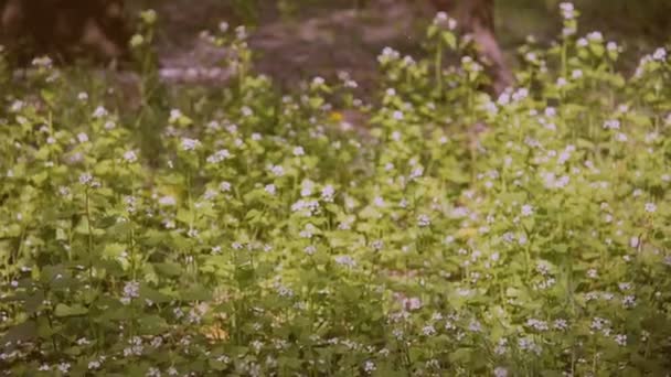 Primavera. Árvore florescente — Vídeo de Stock