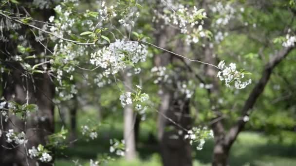 Primavera. Árvore florescente — Vídeo de Stock