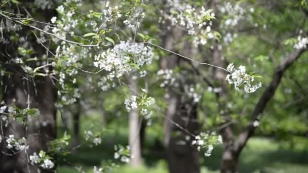 Primavera. Albero in fiore — Video Stock