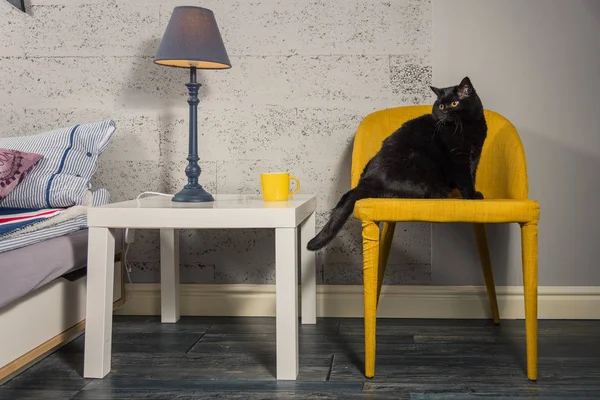 Внутри. Чёрный кот сидит на жёлтом кресле — стоковое фото