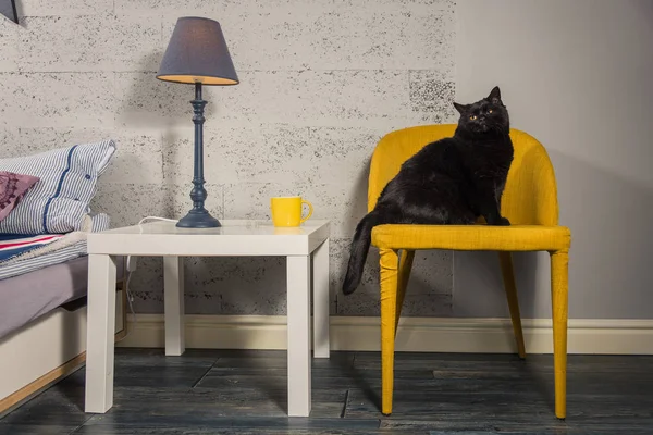 Внутри. Чёрный кот сидит на жёлтом кресле — стоковое фото