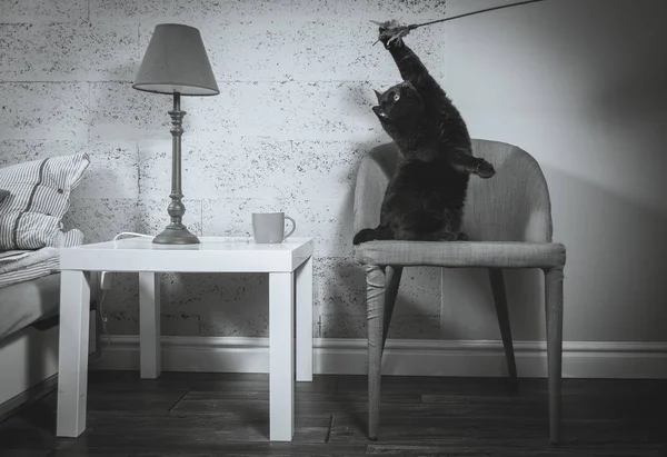 Innenraum. schwarze Katze sitzt auf einem gelben Sessel — Stockfoto