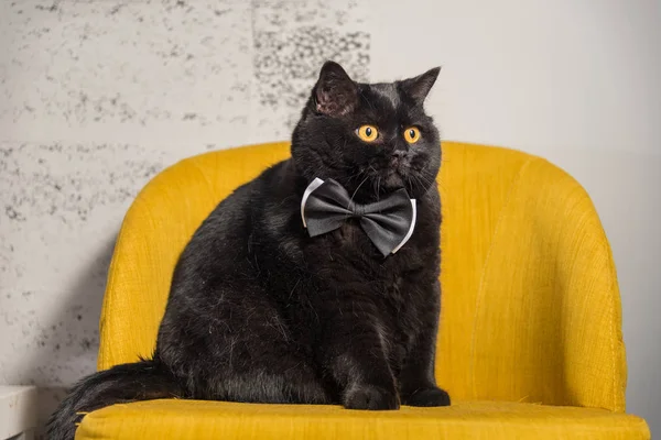 Gatto nero. Gatto nero con farfalla sul collo — Foto Stock