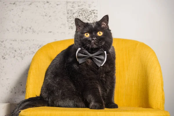 Gatto nero. Gatto nero con farfalla sul collo — Foto Stock