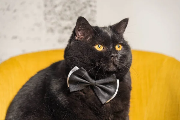 Gatto nero. Gatto nero con farfalla sul collo — Foto Stock