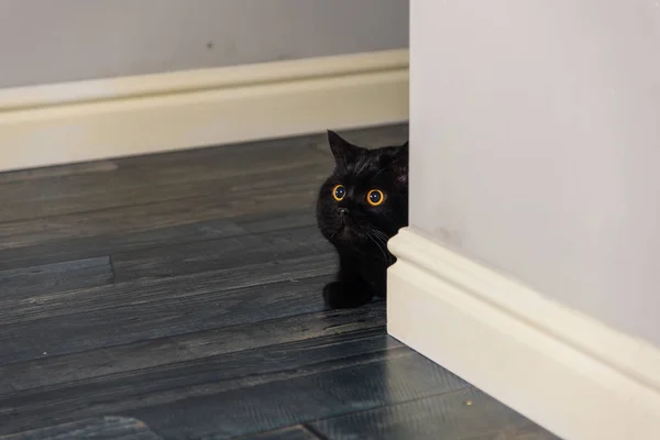 Black cat sitting in the hallway of the apartment — Stock Photo, Image