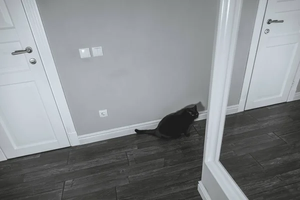 Schwarze Katze sitzt im Hausflur der Wohnung — Stockfoto