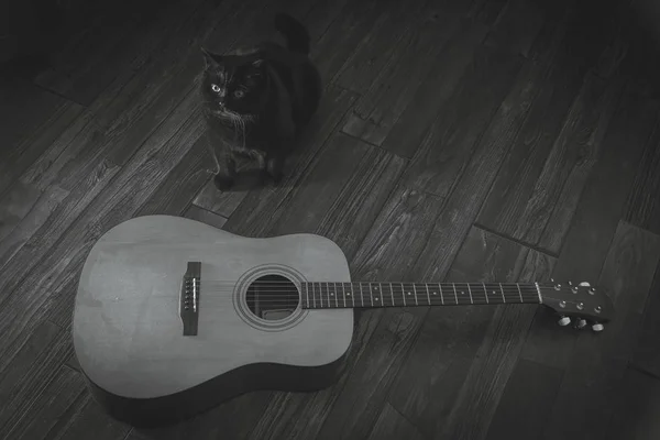 Gato negro sentado cerca de una guitarra — Foto de Stock