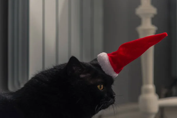 Μαύρη γάτα σε ένα καπέλο Χριστουγέννων — Φωτογραφία Αρχείου