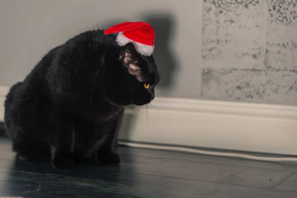 Schwarze Katze mit Weihnachtsmütze — Stockfoto