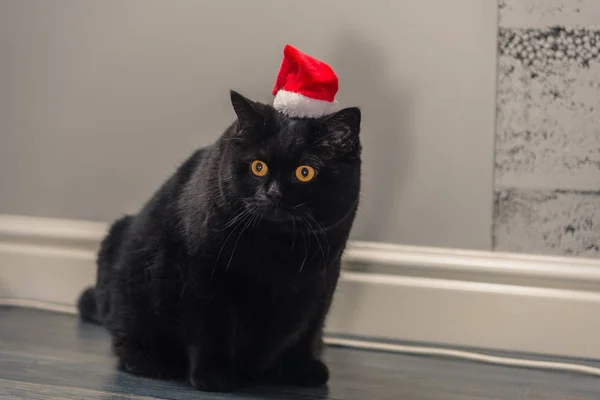 Gato preto em um chapéu de Natal — Fotografia de Stock