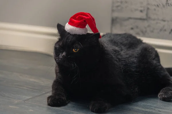 クリスマス帽子の黒猫 — ストック写真