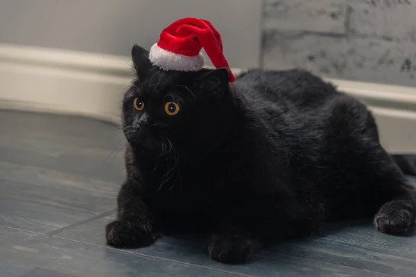 Svart katt i en jul hatt — Stockfoto