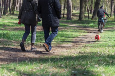 Yürüyen köpek. Köpek doğurmak Dachshund köpekler için giysili