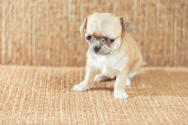 Cãozinho Chihuahua. Filhote de cachorro de uma cor vermelha — Fotografia de Stock