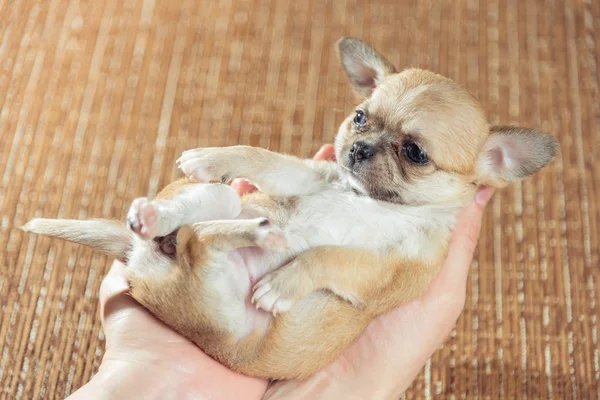 Chihuahua cachorro. Cachorro para mantener en las manos —  Fotos de Stock