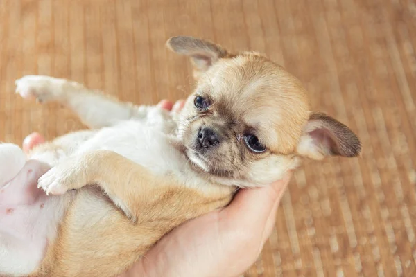 Chihuahua cachorro. Cachorro para mantener en las manos —  Fotos de Stock