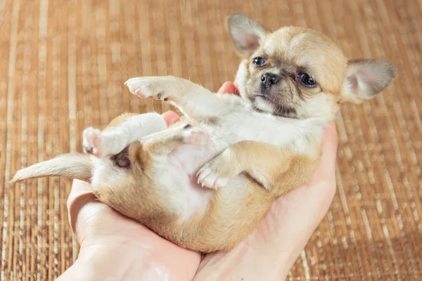 Chihuahua cachorro. Cachorro para mantener en las manos —  Fotos de Stock