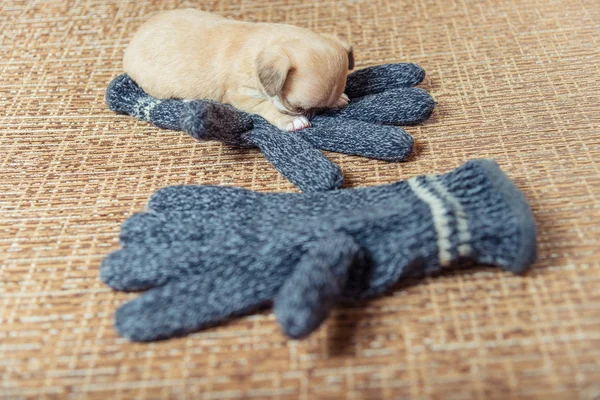 Chihuahua pup. Puppy slaapt op wollen handschoenen — Stockfoto