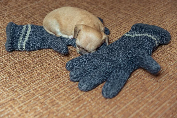 Cãozinho Chihuahua. Filhote de cachorro dorme em luvas de lã — Fotografia de Stock