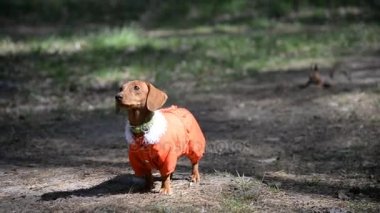 Yürüyen köpek. Köpek doğurmak Dachshund köpekler için giysili