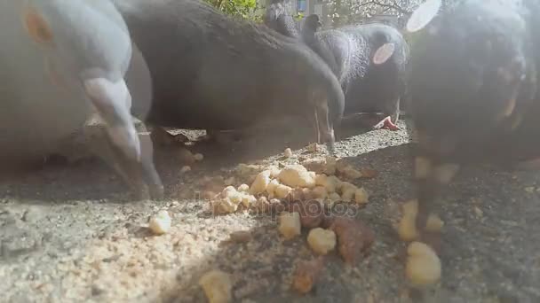Güvercin. Güvercin beslemek — Stok video