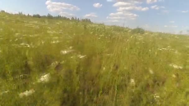 Span de camera boven het veld — Stockvideo