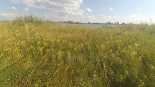 Espalhe a câmera sobre o campo — Vídeo de Stock