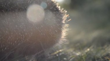 Kirpi yeşil yol boyunca çalışır