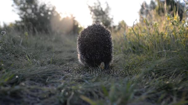 De egel loopt langs het groene pad — Stockvideo