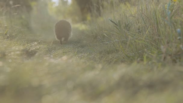 De egel loopt langs het groene pad — Stockvideo