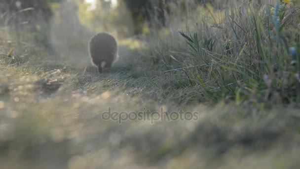 El erizo corre a lo largo del camino verde — Vídeos de Stock