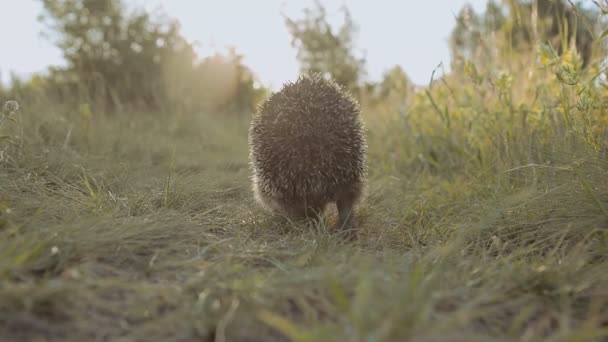 De egel loopt langs het groene pad — Stockvideo