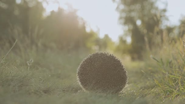 Il riccio corre lungo il sentiero verde — Video Stock