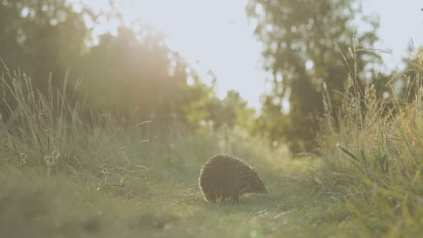 O ouriço corre ao longo do caminho verde — Vídeo de Stock
