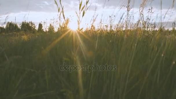 自然。夕日を背景にフィールド — ストック動画
