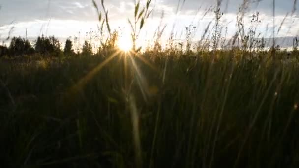 Naturen. Fältet på sunset bakgrund — Stockvideo