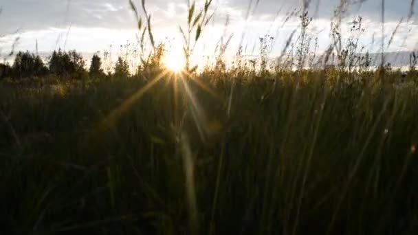 Charakter. Pola na tle zachodu słońca — Wideo stockowe