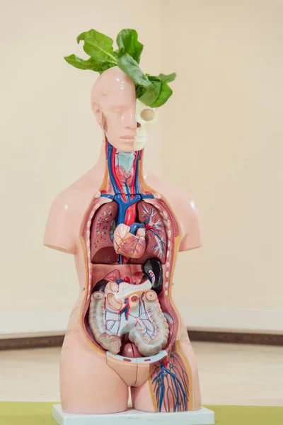 Maniquí médico con órganos —  Fotos de Stock
