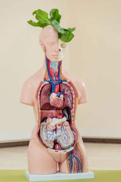 Manequim médico com órgãos — Fotografia de Stock