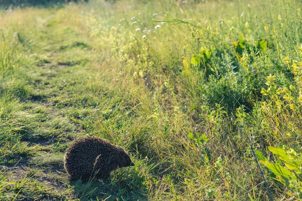 O ouriço corre ao longo do caminho verde — Fotografia de Stock